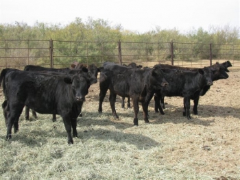 Calves Corrient-Angus Cross Smith Past Cows 008